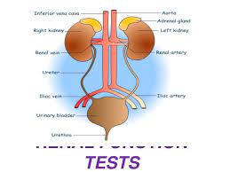 Please refer to medical biochemistry practical book (bms2). Renal Function Tests
