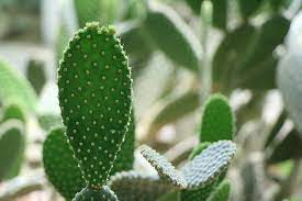 So even if the 'fake' cactus plastic somehow makes its way into the ocean, it will either be a food to fish or dissolve, means this plastic would cause scientists have also found a revolutionary technique that converts plastic waste into a 100% clean fuel so that we can effectively reduce and recycle all. Biodegradable Plastic From Cactus Juice Industry Tap