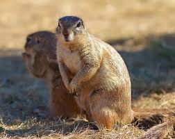 Six Interesting Animals That Start With The Letter X Animals Interesting Animals Pets