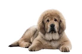 Check out our tibetan mastiff art selection for the very best in unique or custom, handmade pieces from our shops. Tibetan Mastiff Price In India 2021 With Monthly Charges Petsweb In