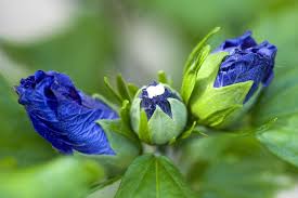See more ideas about flower garden, plants, planting flowers. 10 Recommended Shrubs With Blue Or Lavender Flowers
