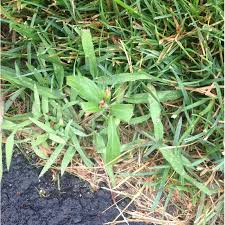 The landlord or the tenant? Lawn Care Weed Control Plainfield Il Spring Green