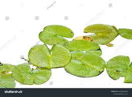 Image result for Brasenia