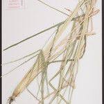 Image result for Eleusine kigeziensis