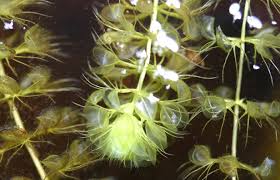 Image result for Aldrovanda vesiculosa