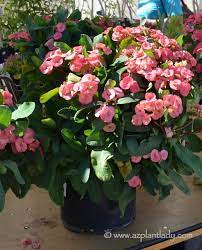 Succulents are a type of plant that thrives in dry climates. Add Variety And Color To Your Landscape With Euphorbias