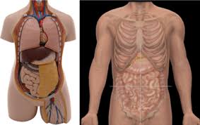 The main function of the muscular system is movement. Study Body Orientation Classic Unisex Torso Organs Superficial View Flashcards Quizlet