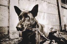 Pin On Stray Dogs