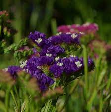Statice Western Australia Flower Photos Plants Flowers