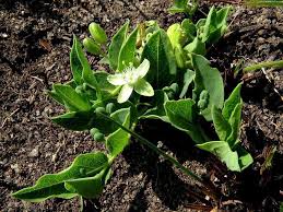 Image result for Basananthe parvifolia