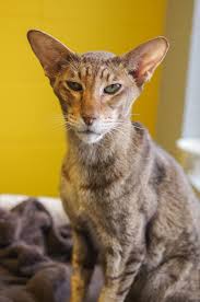 They are quite docile and laid back. Greer S Pet Blog As Part Of My Looking Through Shelters To Find
