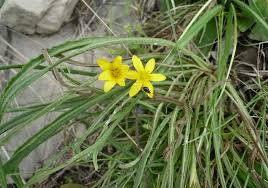 Image result for Hypoxis angustifolia
