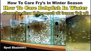 How To Care Baby Fish In Winter Season Baby Fish Fry S Care And Tips How Baby Fish How To Care Baby Fried Fish