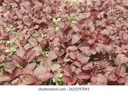 Image result for Amaranthus dubius