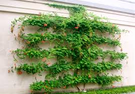 An espalier collects almost as much sunlight as a regular tree, yet has far less mass. Fruit Trees Great Candidates For Espalier Pruning