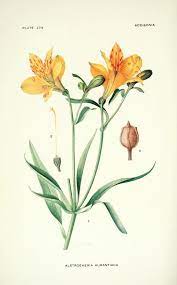 Orange Alstroemeria Illustration From Addisonia Volume 8 By Mary Eaton Published 1923 By The Botanical Drawings Botanical Illustration Botanical Flowers