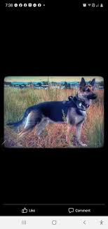 If you do not have experience working with dogs, enroll in obedience classes and. German Shepherds Of Colorado Springs Home Facebook