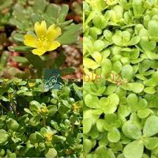 Image result for Portulaca oleracea