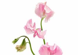 The meaning behind the flower. What Flower Means Happiness These Are 6 Happiness Flowers All Rose Color Meanings