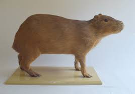 Check spelling or type a new query. Carpincho Hydrochaeris Hydrochaeris Mfa Zv M 215 Animales Museos Extincion