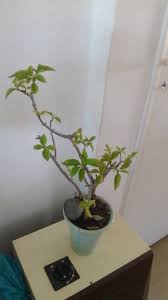 Image result for Eriocephalus ambiguus