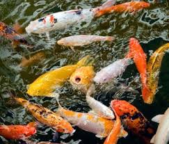 10 doitsu kujaku butterfly fin live koi fish pond garden ndk in pet supplies, fish & aquariums, live fish. Create An Animal Friendly Backyard Pond