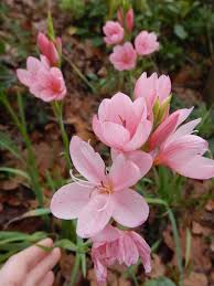 Image result for Hesperantha petitiana
