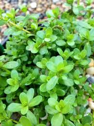 Image result for Bacopa monnieri