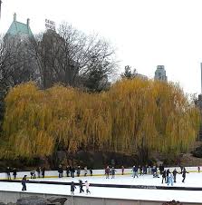 Maintenance water is important the first two years of a hybrid willow's life. Salix Babylonica Wikiwand