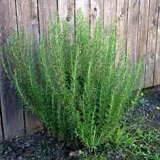 How To Grow Rosemary A Guide For The Horticulturally Challenged Growing Rosemary Mosquito Plants Mosquito Repelling Plants