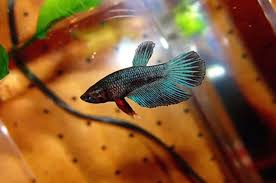 Veiltail (vt) is one of the most common betta varieties. Growth Of My Male Veiltail Betta Sold As Baby Female Betta Video Dailymotion