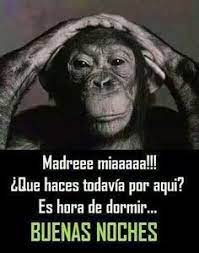 Imagenes De Buenas Noches Chistosas Imagenes De Buenas Noches Buenas Noches Frases Imagenes De Buenas Noches Graciosas