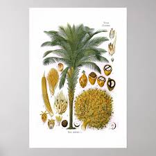 Image result for Elaeis guineensis