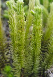 Image result for Aporrhiza