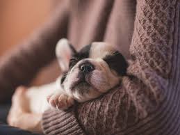 There is a pattern genetic locus that gives. An Overview Of Akc French Bulldog Breeders French Bullevard