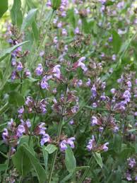 Salvia divinorum kaufen online bestellen azteken salbei naturlich kann man immer noch das azteken salbei kaufen und in diese lander via shayana bestellen aber es ist eben nicht mehr legal was wiederum viele angstliche menschen trotz neugier abschreckt s aztekensalbei antik news aztekensalbei blatter der hirtin. Salvia Mediterraner Garten In Schwebsingen
