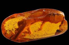 Ambers are amazing friends without them the world would fall apart. The World Famous Amber Museum In Gdansk
