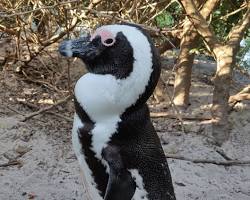 Image of African Penguin