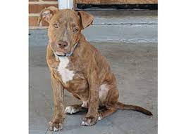 According to the wichita eagle, mysers was watching the movie while luna was playing with her toys, but she was transfixed when mufasa's death sequence began. Police 4 Month Old Pit Bull Stolen From Owner In Northeast Dc Wtop