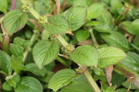 Image result for Spermacoce ruelliae