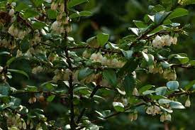 Huckleberry Vaccinium Ovatum Native Plants Plants Garden Plants