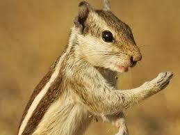 Beautiful Pictures Free Animals Images From Birds Nature Animals Wildlife Gallery All Royalty Free Stock Photos Free Down Animals Images Animals Nature Animals