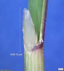 Image result for Cyphia lasiandra