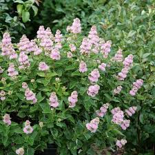 Image result for Caryopteris odorata