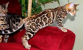 The breed name comes from the leopard cat's taxonomic name. 20 Fun Facts You Didn T Know About Bengal Cats