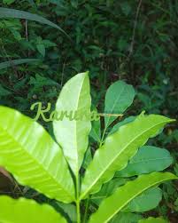 Image result for Fagaropsis