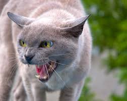 Can cats have the same genetic condition as humans? Feline Hyperesthesia Syndrome Wikipedia
