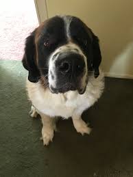 My Darla Family Pet Fur Kids St Bernard