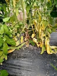 It most commonly appears on leaves, but can also attack stems, flowers, and fruit. White Mold Of Vegetables Purdue University Vegetable Crops Hotline