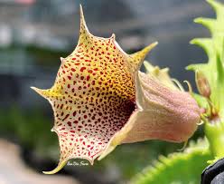 Image result for Huernia levyi